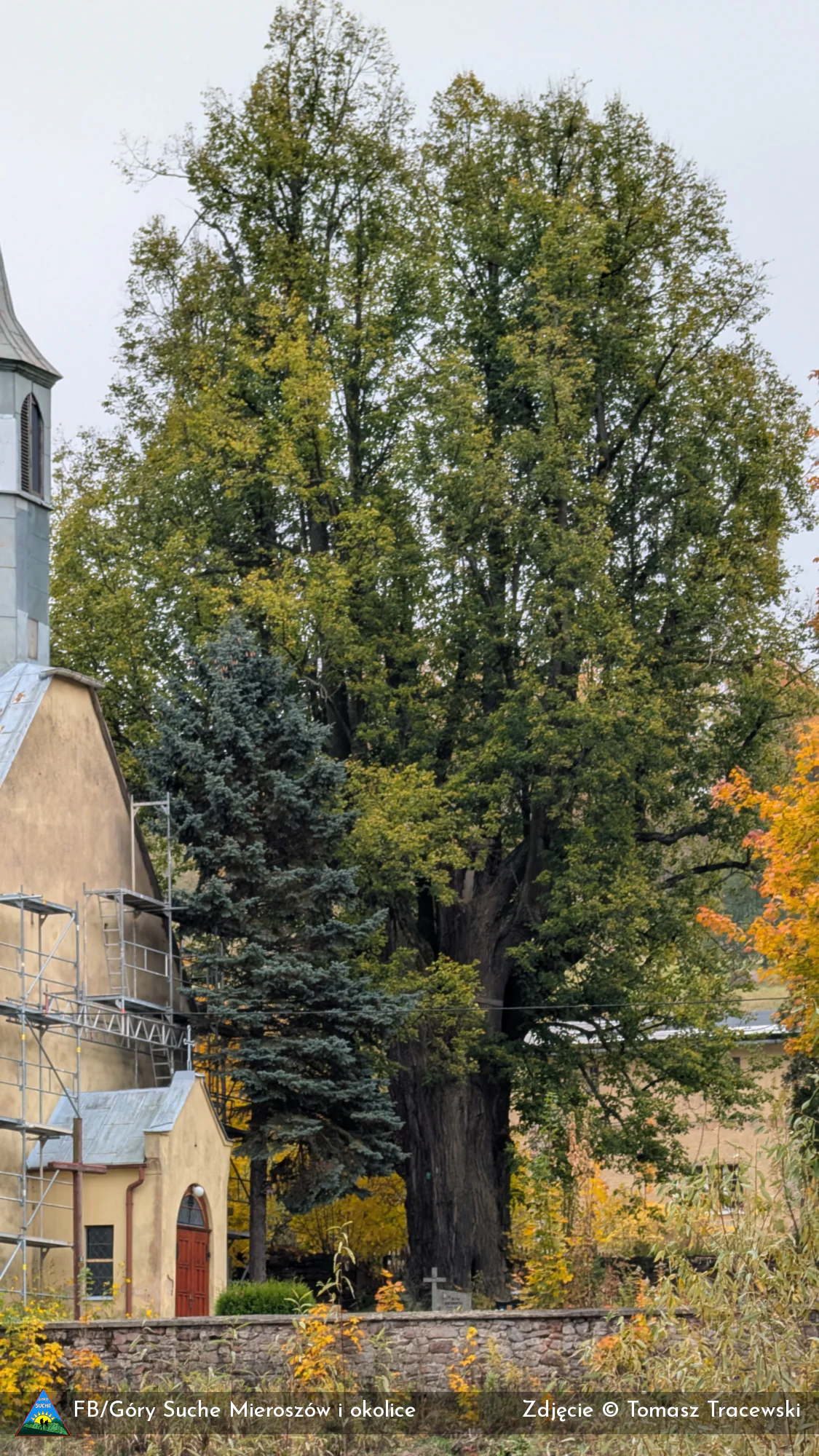 Pomnikowa lipa drobnolistna w Unisławiu Śląskim