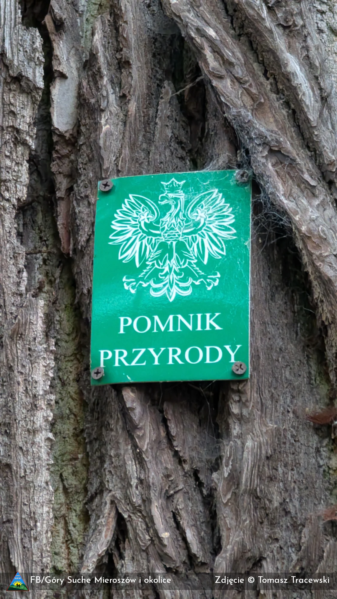 Pomnikowa lipa drobnolistna w Unisławiu Śląskim